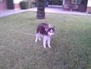 MY HUSKY