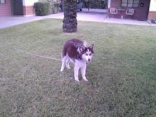 MY HUSKY