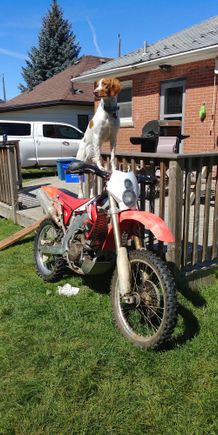 My dog rockin' my other Honda lol