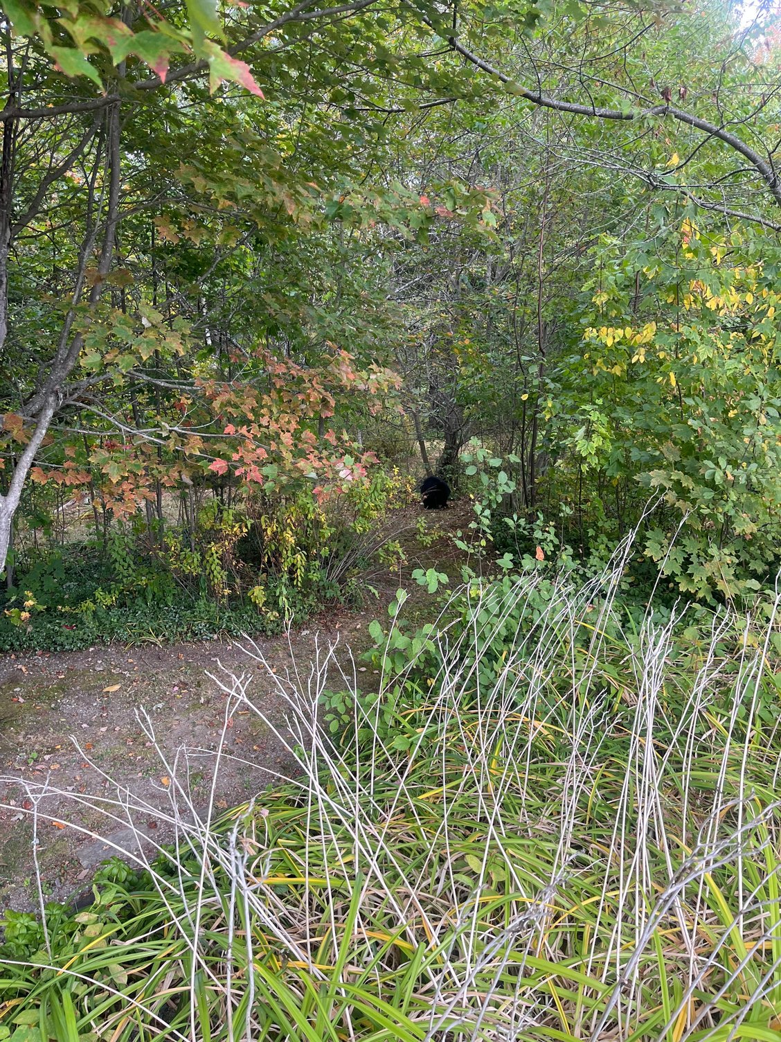 My little cubby buddy. He has been hanging around our house the last couple of weekends. You may want to zoom in on the pic I got as close as I could to him without scaring him away.