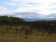 More landscape