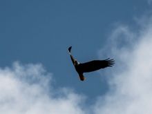 Bald Eagle at Conawingo Dam.