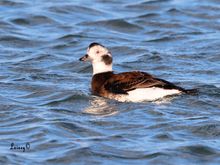 Female Long Tailed Duck.  Not as pretty as the male.  Typical with the birds.
