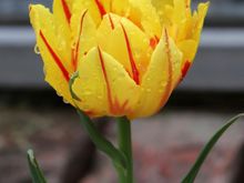 After  the rain