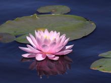 Pretty in pink. I don't usually center the subject but when cropping, this looked best.