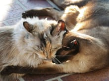 ^August 2011.  Zoro was the Siamese, my best cat ever.