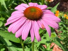 Cone flower