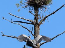 Nest builder and supervisor