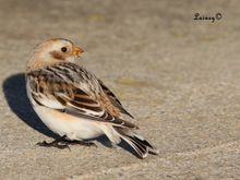Snow bunting