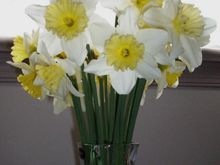 daffodil.jpg