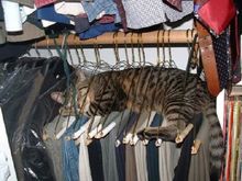 eepingcat.jpg