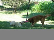 maggie and buster4