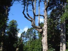 Arran II - The Tree