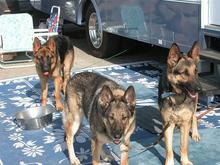 Dogs at MH, 11-26-04