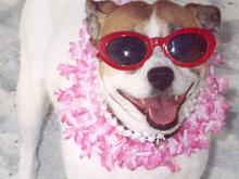 FantasyfestDog