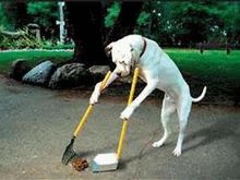 Theperfectdog.jpg