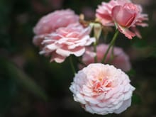 pink_roses_01.jpg