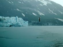 margerie_glacier_and_gulls2.jpg