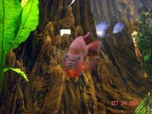 Longear sunfish