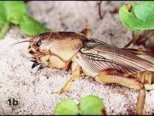 MoleCricket3.jpg