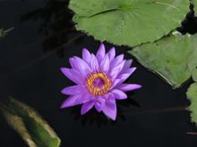 Water lily at Longwood