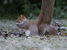 Ashridge 021.jpg