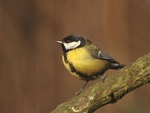 Parus_major_1_(Marek_Szczepanek)-1.jpg