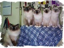 Our Pets