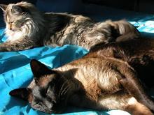 060302 Cats 5056.JPG