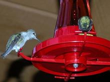 060319 green hummers 5339.JPG