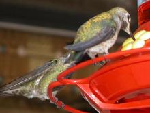 060322 underfeathers 5489.JPG