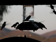 060417 hummers 5806.JPG