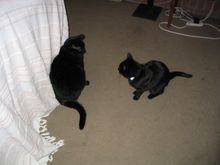 cats caption 2