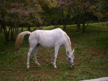 White horse at Conyers House