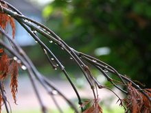 IMG_0983.JPG
