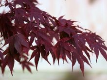 IMG_1069.JPG