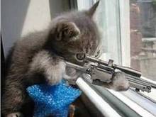 sniper_kitty.jpg