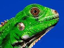iguana_face.jpg