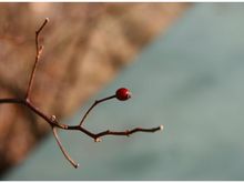 berry.jpg