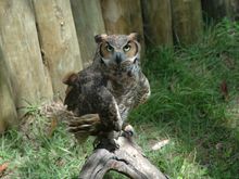 FL Owl.jpg