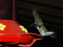 DSC_2937 070426 One hummer.JPG