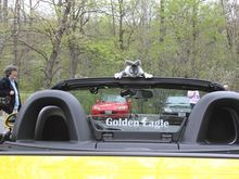 RabbitGoldenEagle