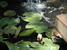 DSC_4388 070624 Pond water.JPG