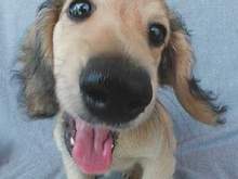 the_dog11_2.jpeg