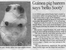 horny-guinea-pig.jpg