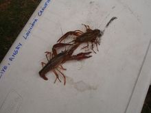 Wake the Crawfish 2008 085.JPG