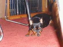 Dogs3-200003.JPG