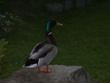 DSCN3878.JPG