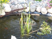 Yard Pond 2008 017.jpg