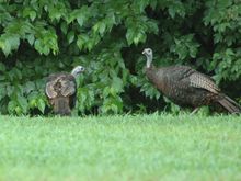 turkeys2008-07-21DSC_0252.JPG